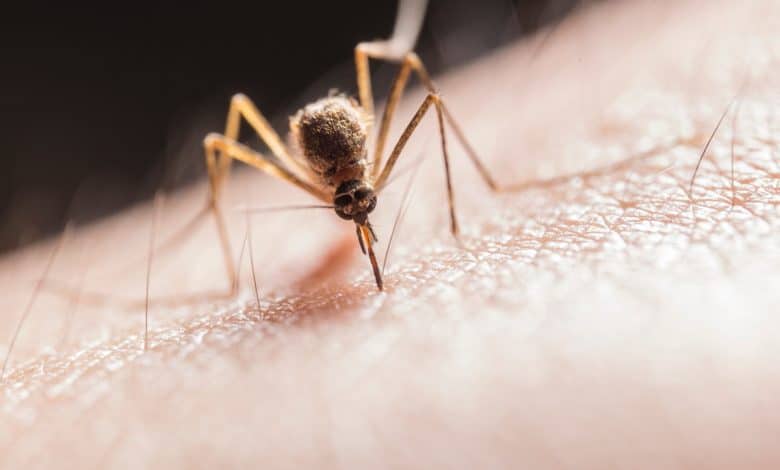 Difendersi dalle zanzare
