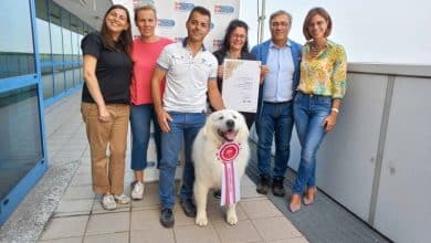 Cafaggio Pastore Maremmano Abruzzese