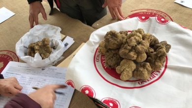 fiera nazionale del tartufo