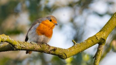 Calendario naturalistico