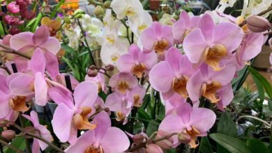 Orchiday 2024