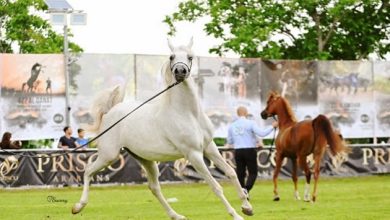 Arabians Horse Show