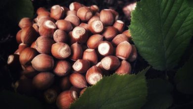 La nocciola piemontese