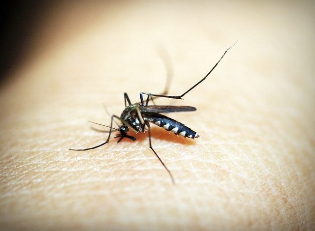 zanzara Anopheles sacharovi