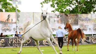 Parco Vigna Arabian Horse Show