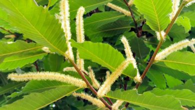 Festa della fioritura dei castagni
