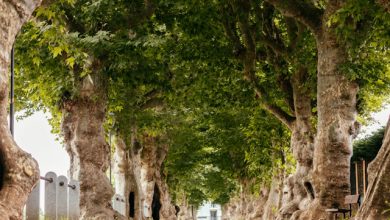 Walking tour “Un giorno da Napoleone”