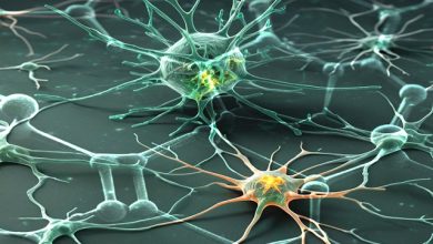 astrocita abbraccia molecola di grafene