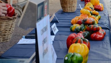 Peperoni Carmagnola 2025