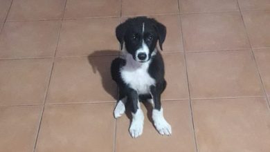 Animali da compagnia