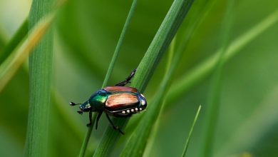 fitopatie popillia japonica