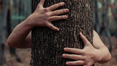 Terapia forestale assistita