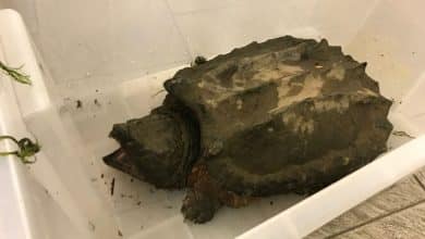 Tartaruga alligatore