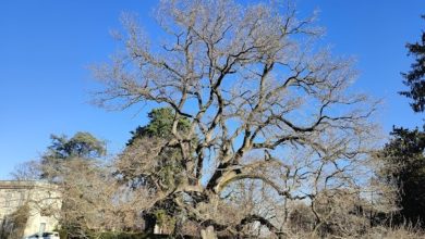 alberi monumentali Campiglione fenile