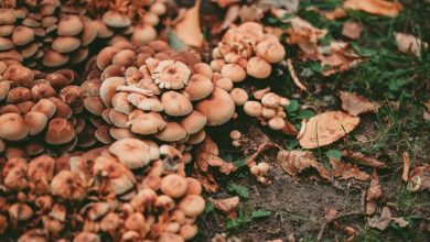 Funghi spontanei