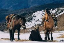 Paola Giacomini Cinema in Verticale