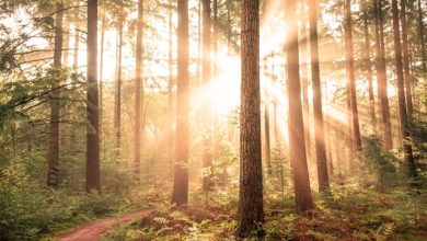 Giornata Internazionale delle Foreste