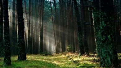 disturbi sulle foreste europee