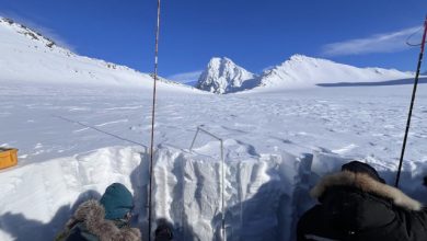 Svalbard neve artica