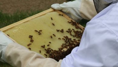Api Mercato Contadino di Campagna Amica