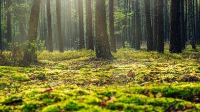 cambiamento climatico foreste europee