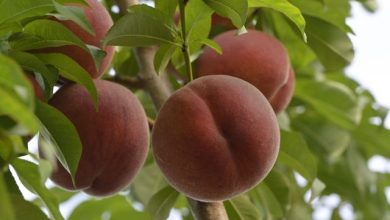 Confcooperative Agroalimentare e Pesca Piemonte allarme pesche