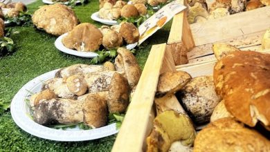 Funghi in Piazza Cirié